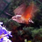 Falena colibrì