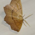 Falena geometrica