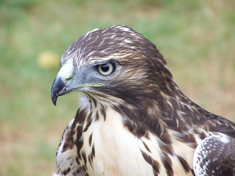 Falke Foto & Bild | tiere, natur Bilder auf fotocommunity