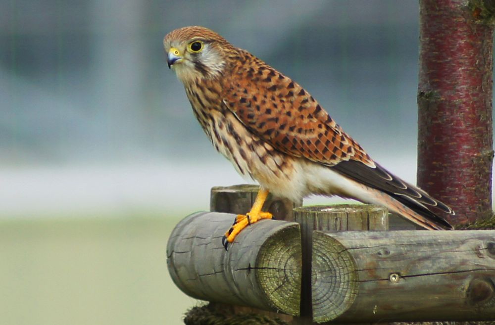 Falke Foto & Bild tiere, natur Bilder auf