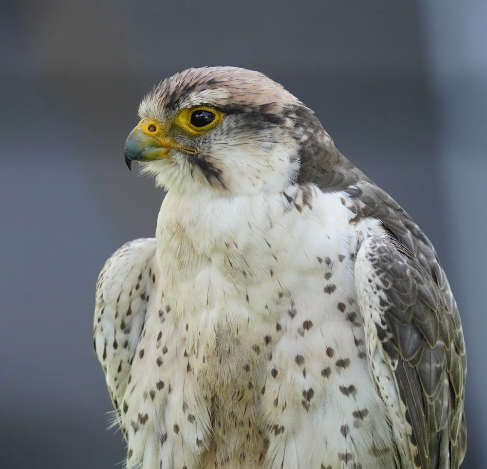 Falke Foto & Bild natur, greifvogel, zoo Bilder auf Falke Foto & Bild natur, greifvogel, zoo Bilder auf