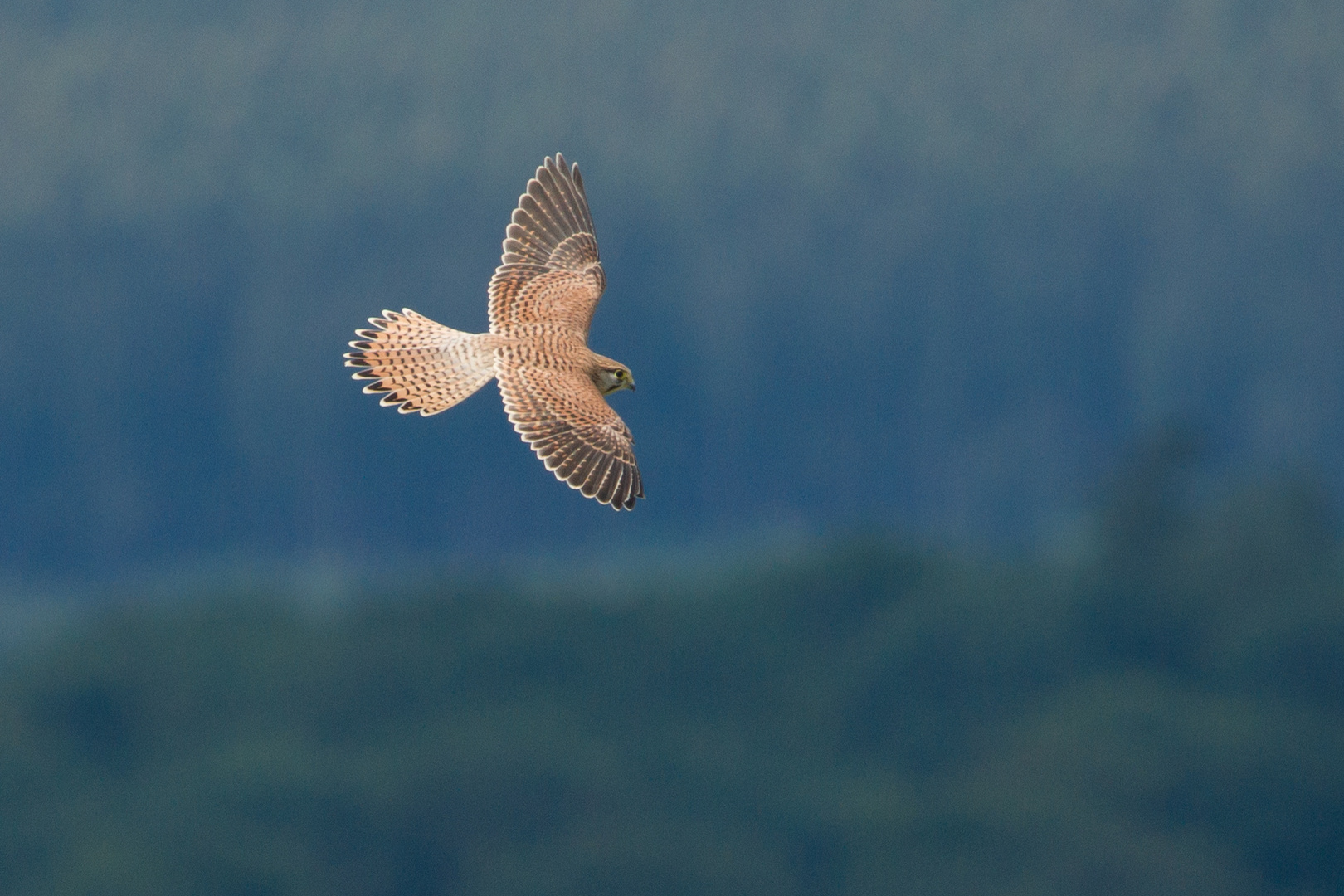 Falke Foto & Bild fotos, natur, tiere Bilder auf