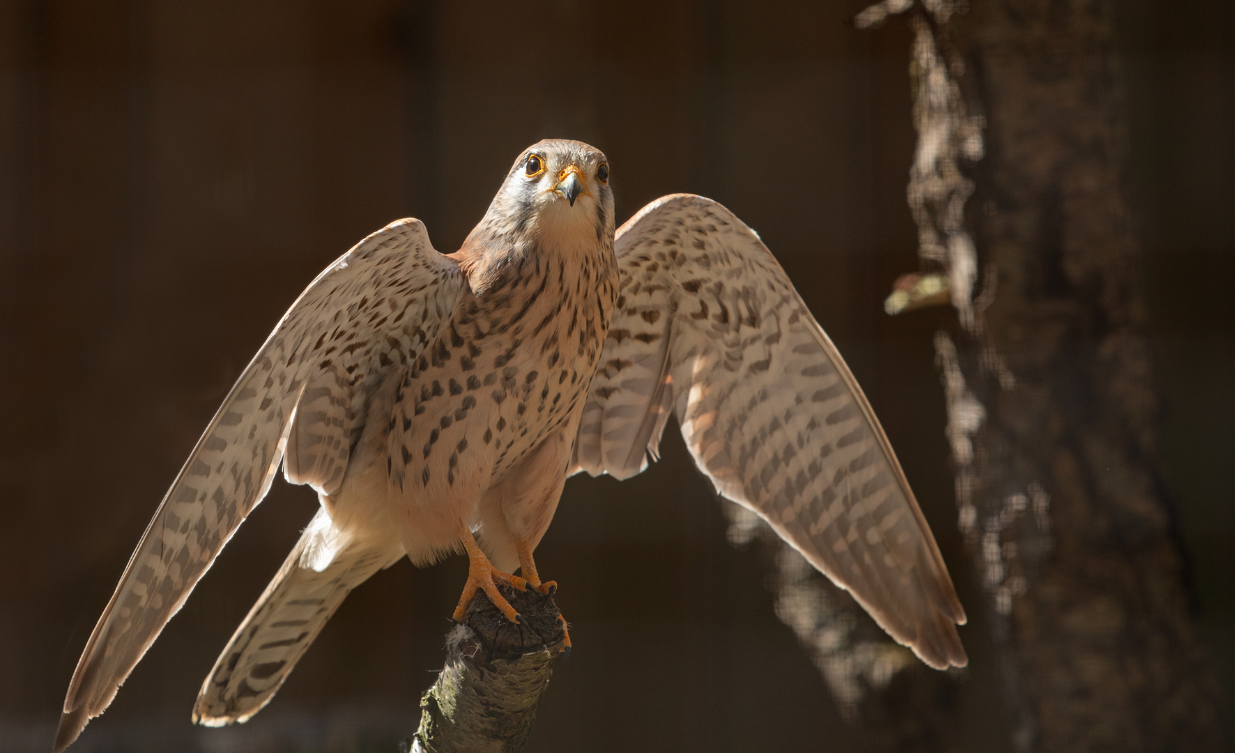 Falke Foto & Bild | tiere, zoo, wildpark & falknerei, natur Bilder auf ...