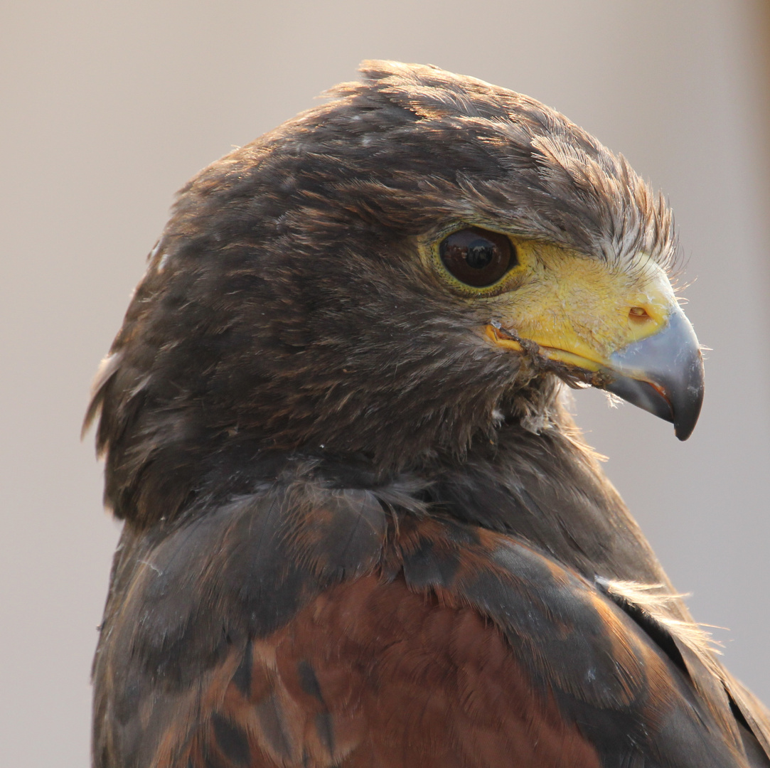 Falke Foto & Bild tiere, zoo, wildpark & falknerei, vögel Bilder auf