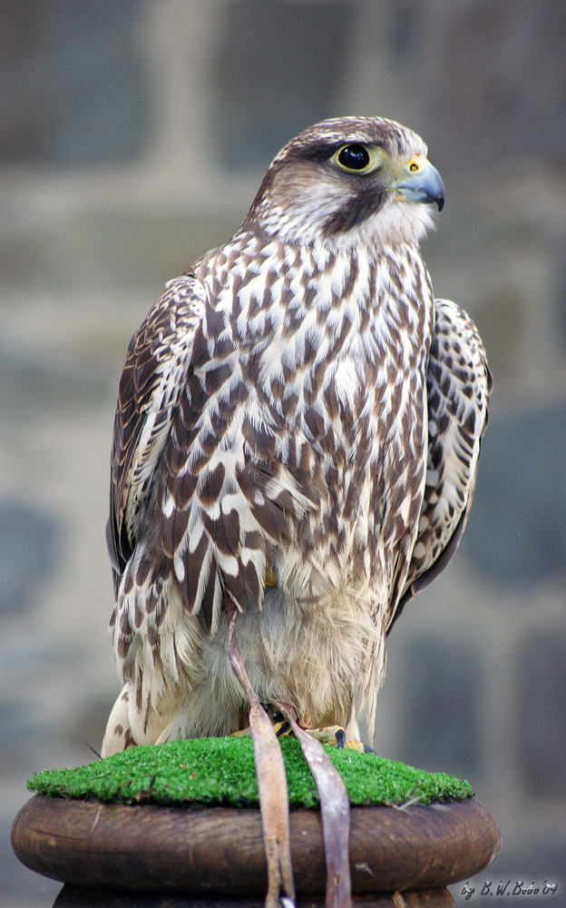 Falke Foto & Bild | tiere, wildlife, wild lebende vögel Bilder auf ...