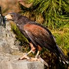 Falke am Ausguck (Wüstenbussard nicht Falke) wurde ich belehrt (Danke)