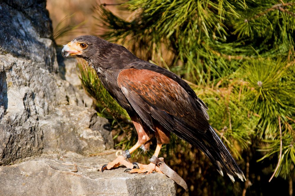 Falke am Ausguck (Wüstenbussard nicht Falke) wurde ich belehrt (Danke)