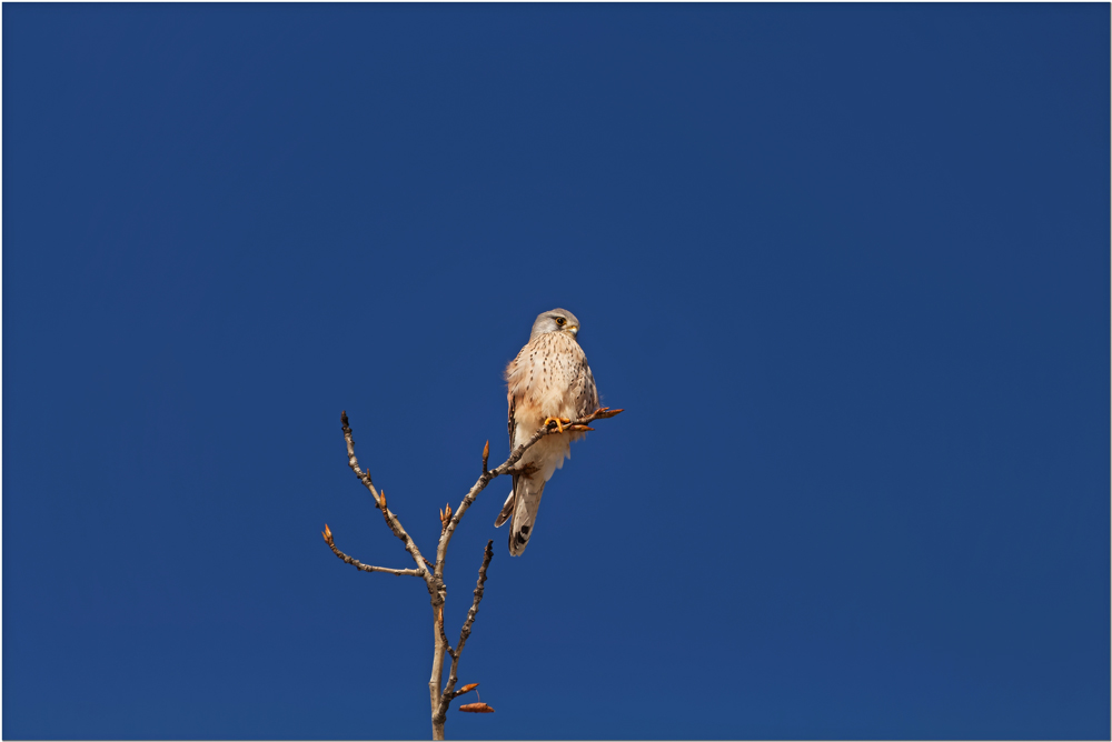 Falke am Baum