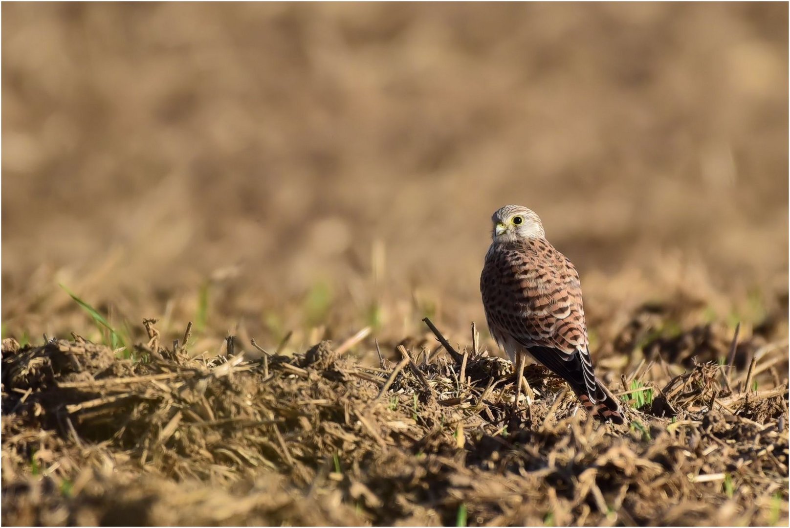 Falke am Boden