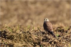 Falke am Boden