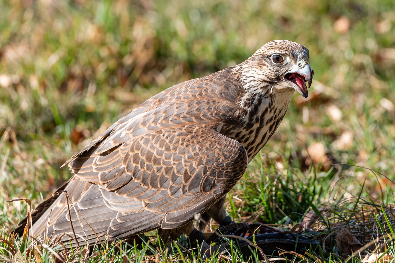 Falke am Boden