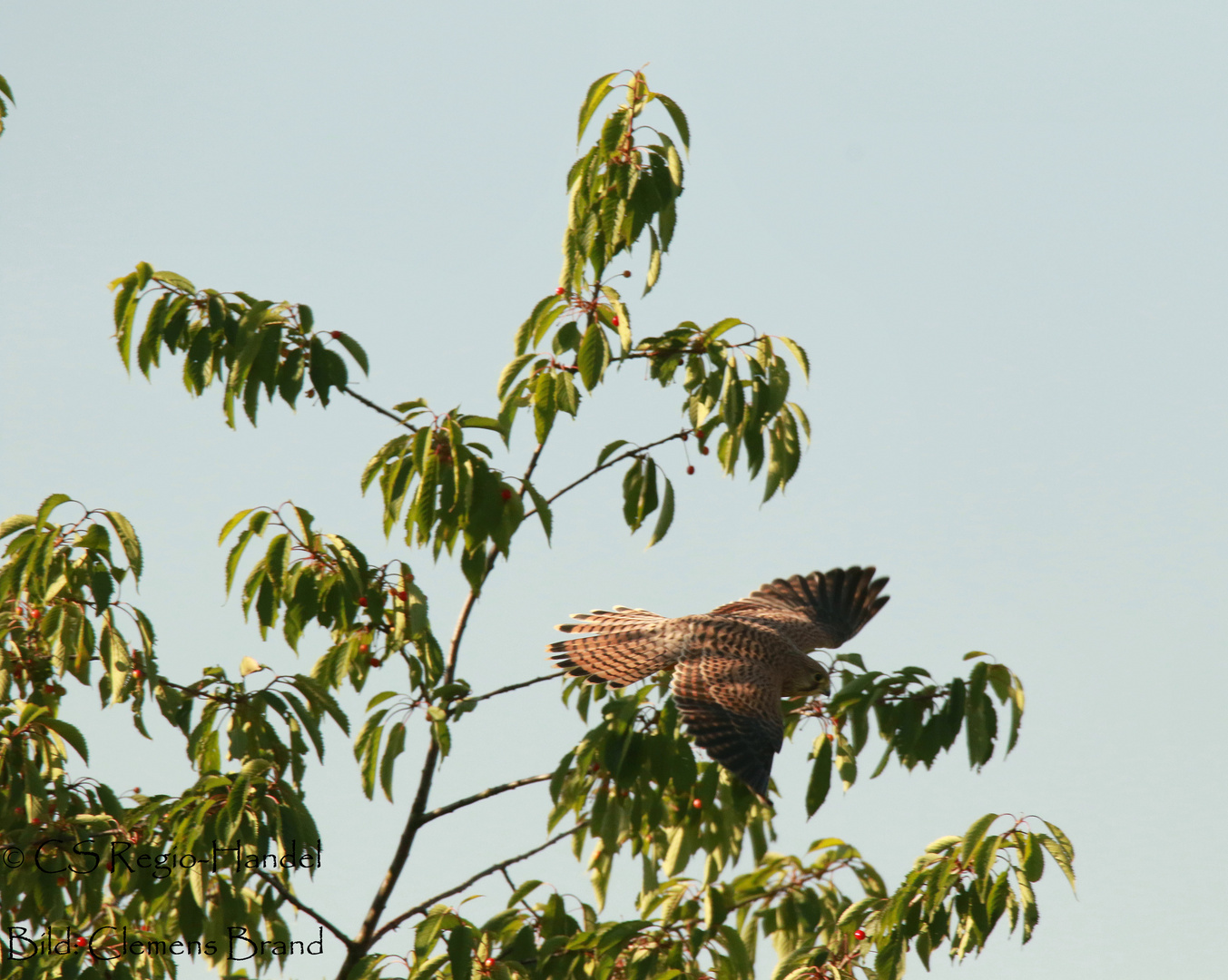 Falke am Kirschbaum