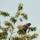 Falke am Kirschbaum