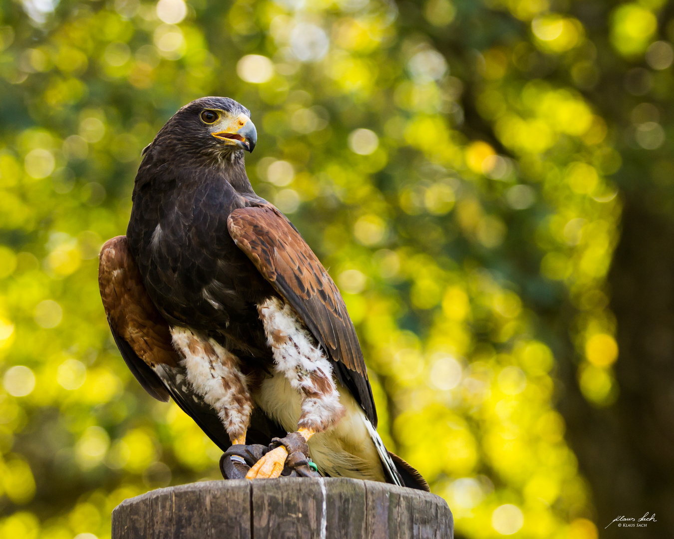 Falke an der Kasselburg