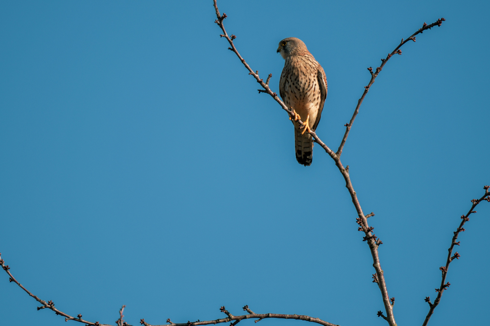 Falke auf Ansitz