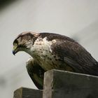 Falke auf Beobachtungsposten