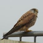 Falke auf dem Balkon