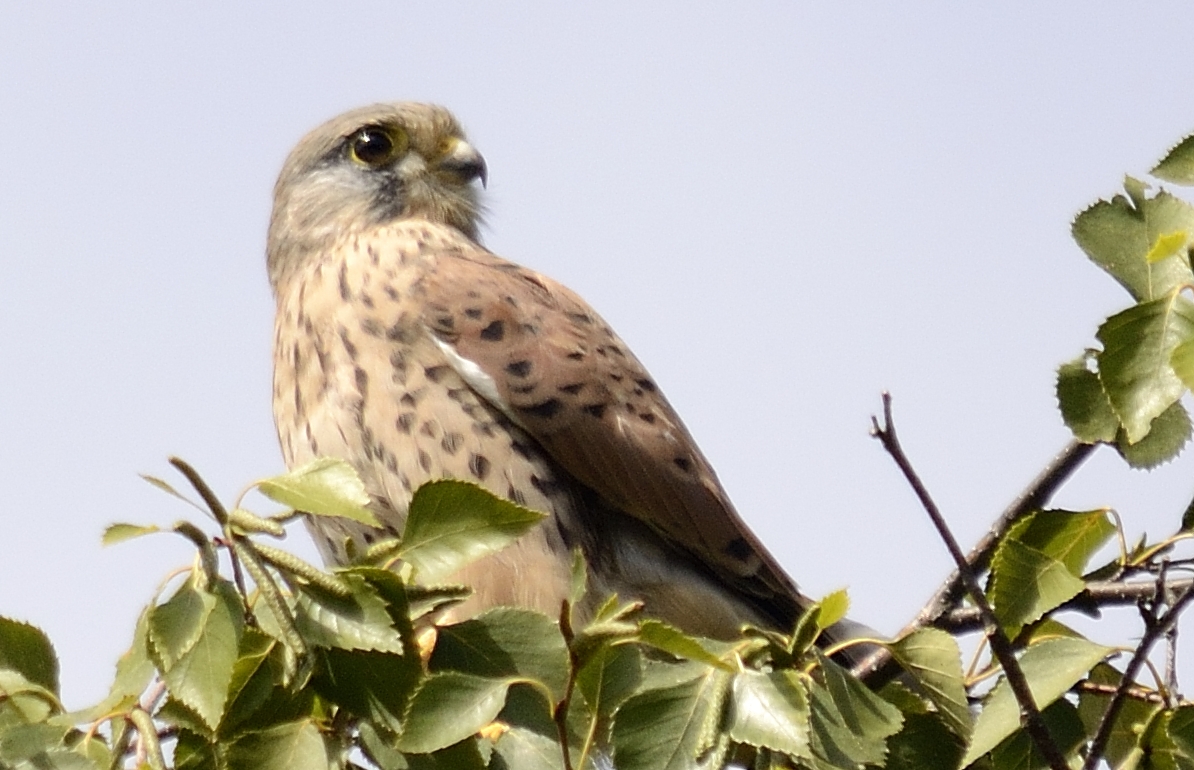 Falke auf dem Baum