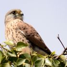 Falke auf dem Baum