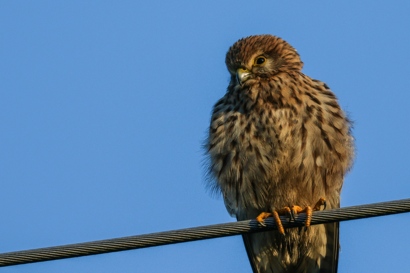 Falke auf dem Drahtseil