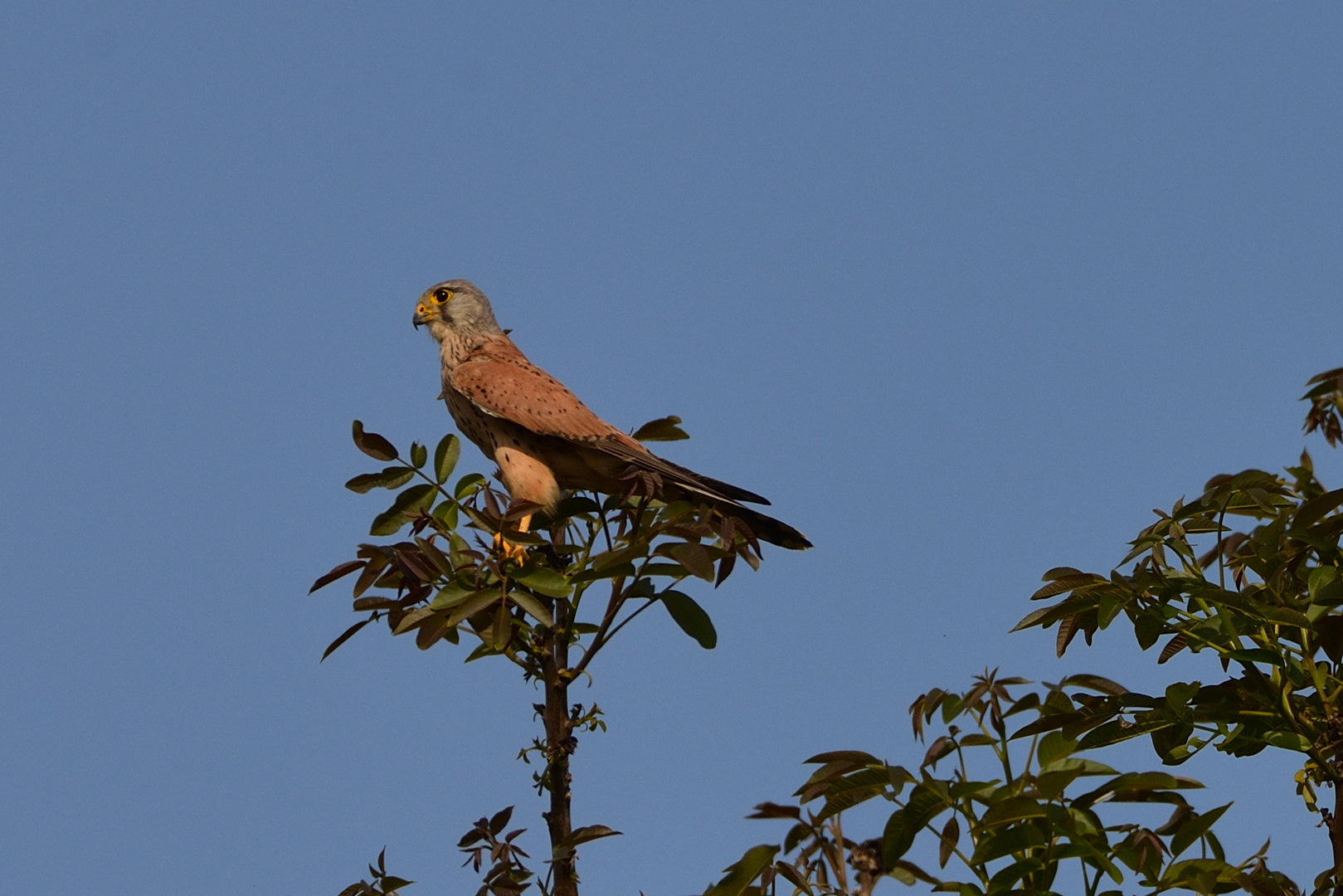 Falke auf dem Nußbaum