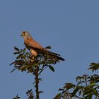 Falke auf dem Nußbaum