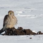 Falke auf der Futtersuche