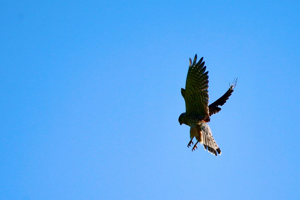 Falke auf der Jagd