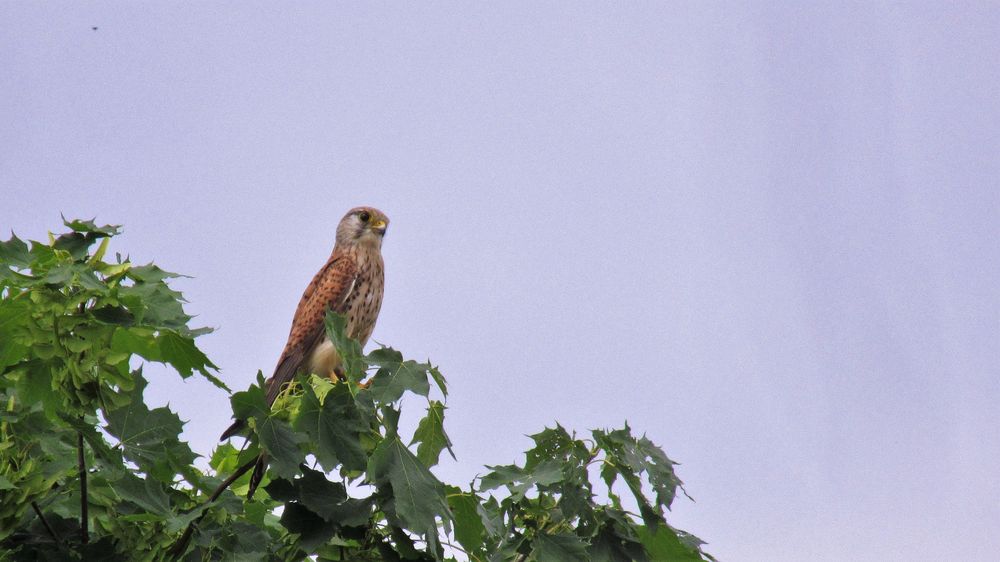 Falke auf der Pirsch