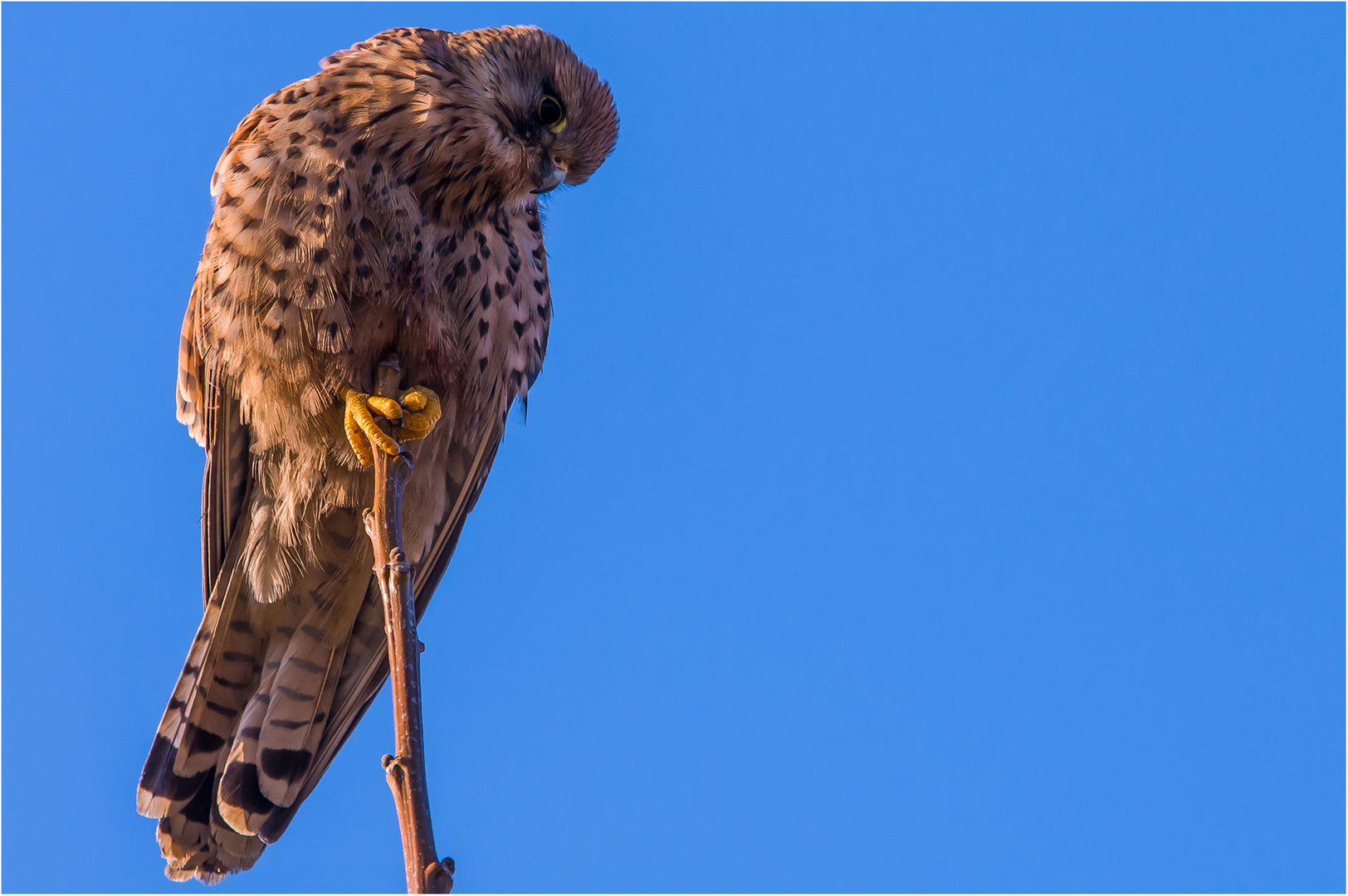 Falke auf der Spitze