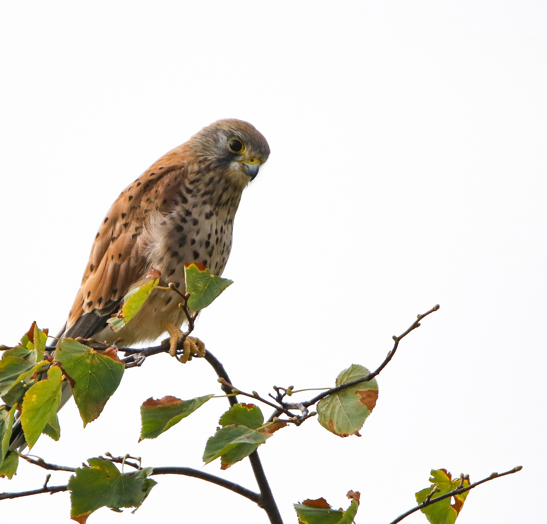 Falke auf der Suche nach Nahrung