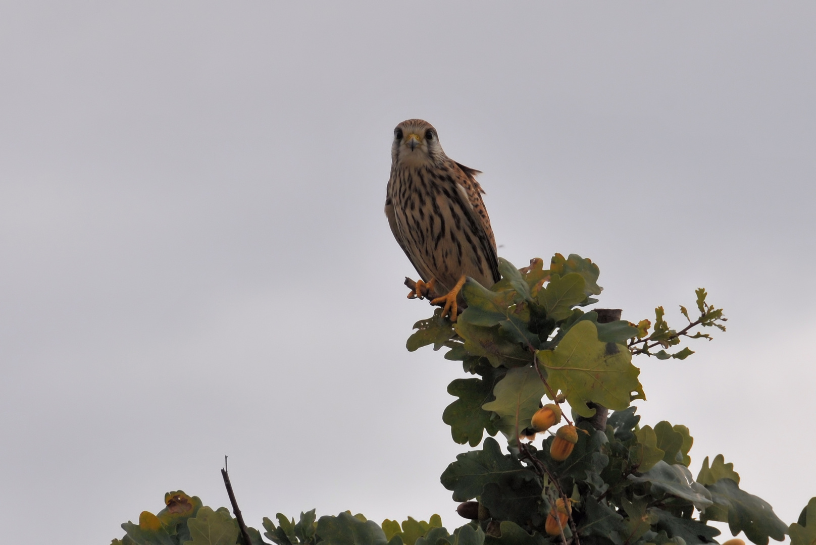 Falke auf Eiche