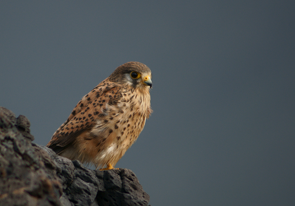 Falke auf el Hierro