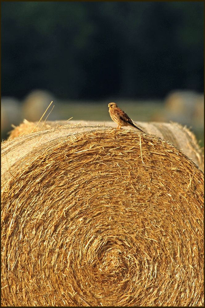 Falke auf Futtersuche