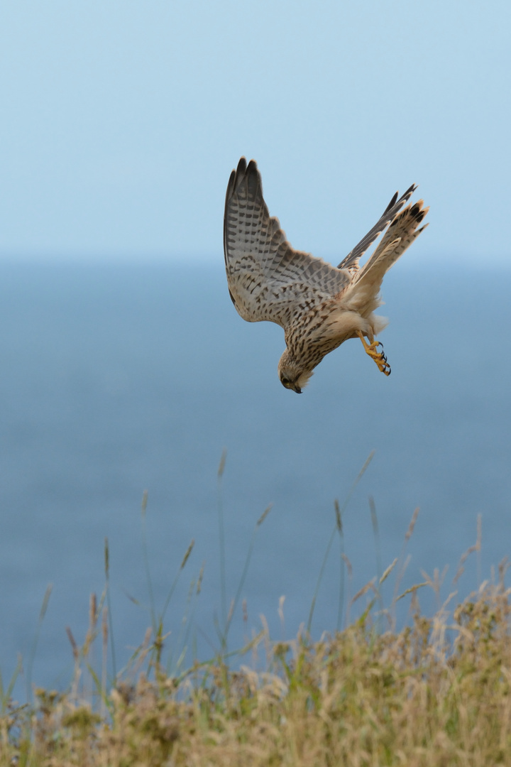 Falke auf Helgoland