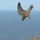 Falke auf Helgoland