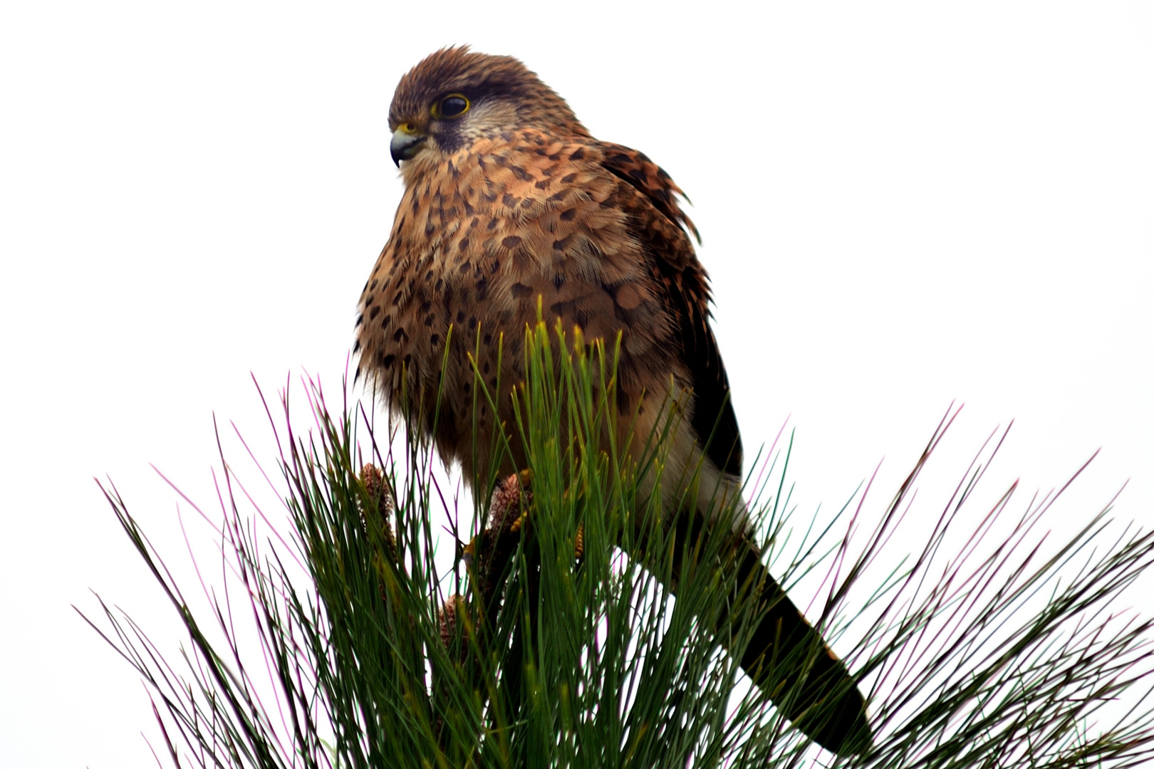 Falke auf La Palma