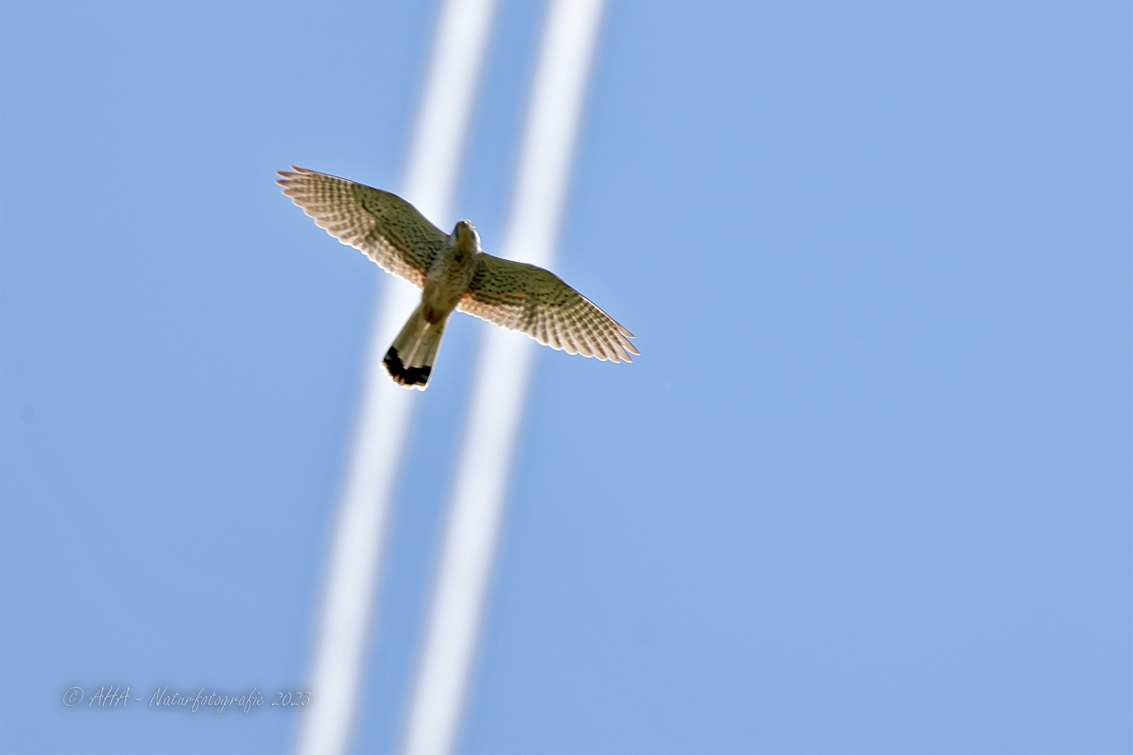 Falke auf Schienen ;-)