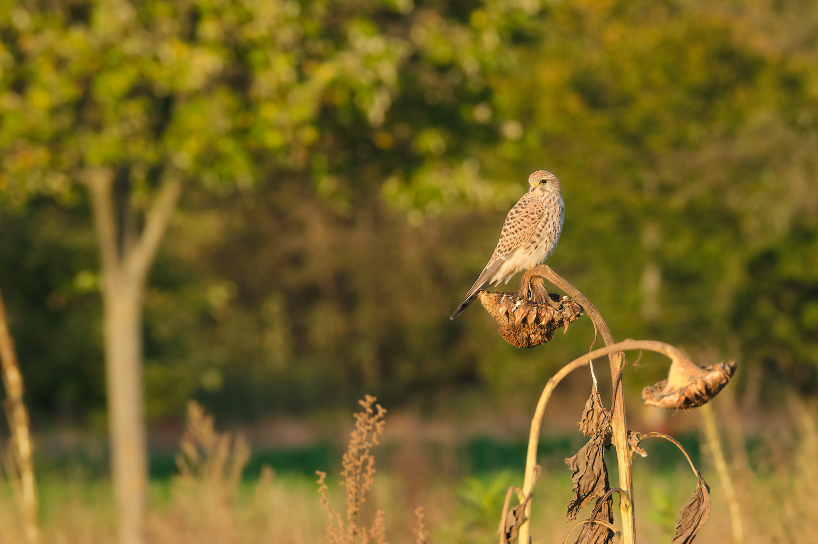 Falke auf Sonnenblume Nov 27 2021