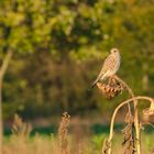 Falke auf Sonnenblume Nov 27 2021