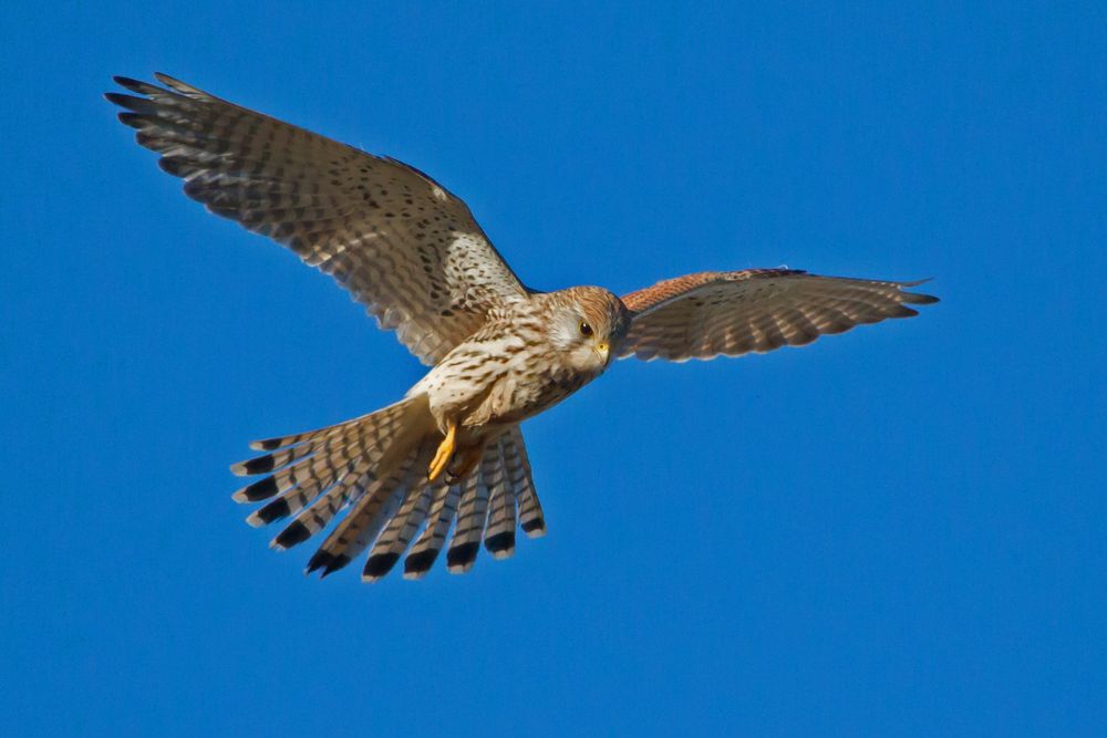 Falke Aufnahme vom 29.12 2016 Foto & Bild tiere, wildlife, wild