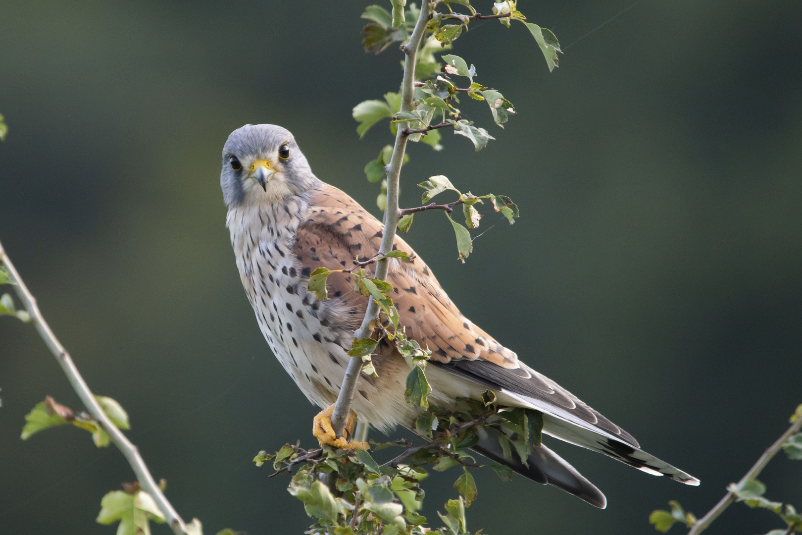 Falke         Aufnahme vom  September 2023