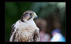 Falke aus der Flugshow