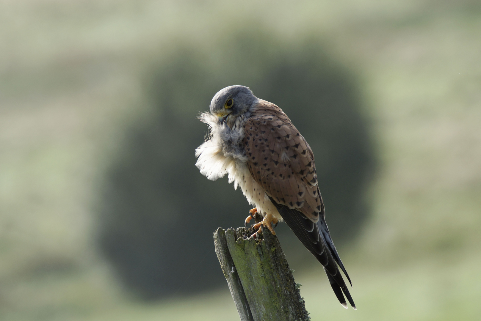 Falke  bei der Fellpflege 