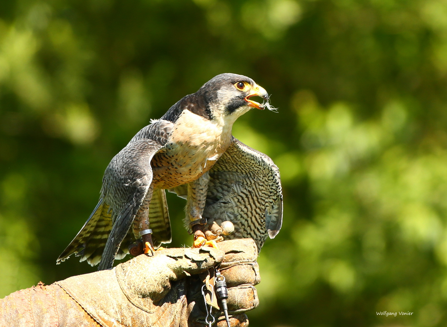 Falke bei der Flugschau 