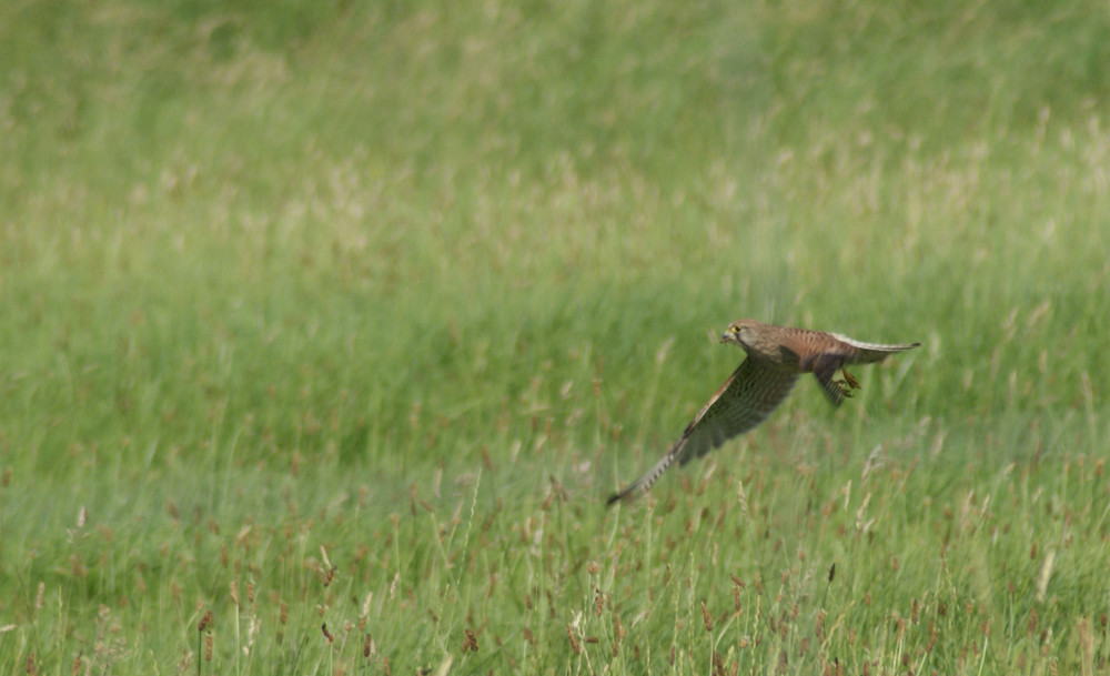 Falke bei der Jagd