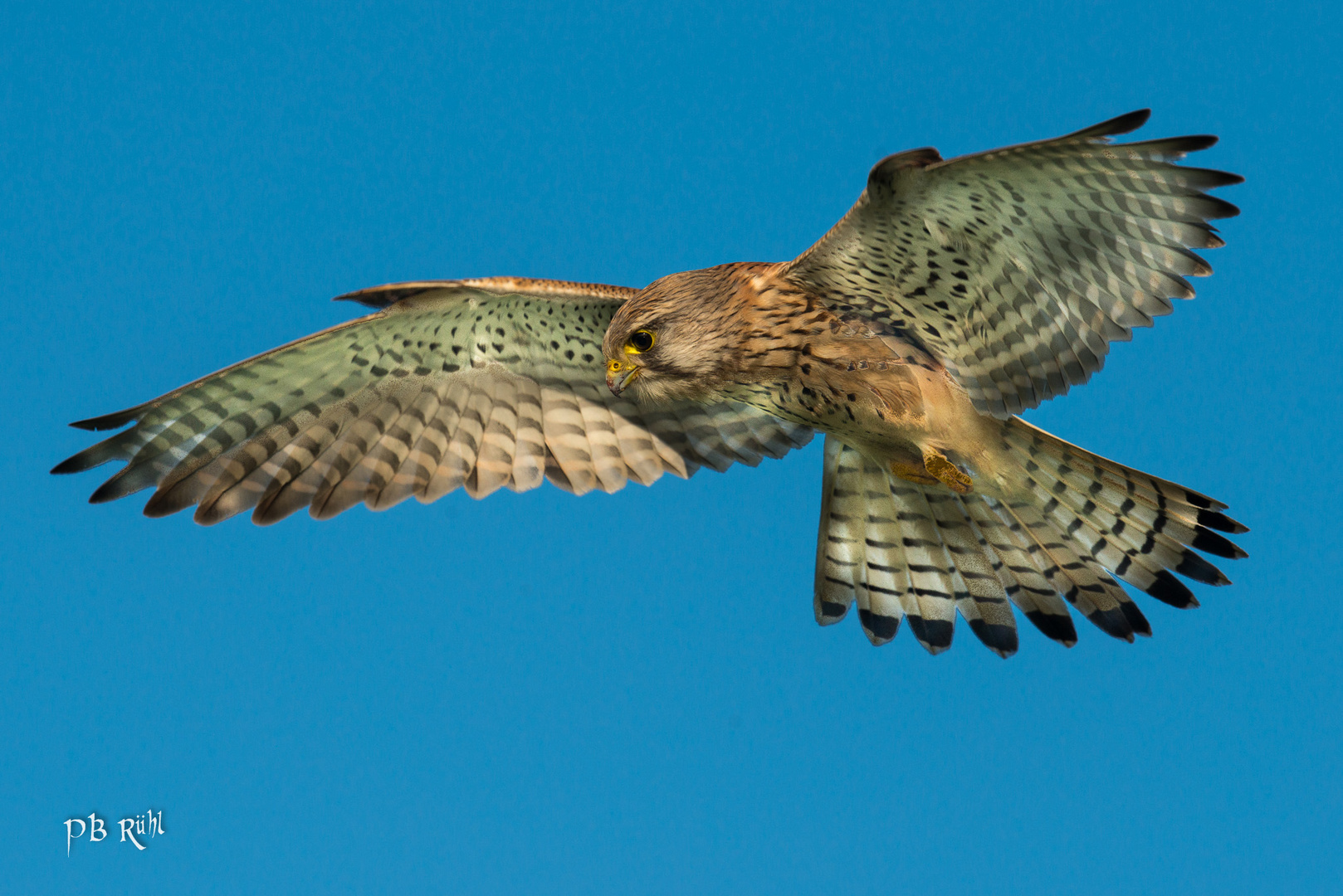 Falke bei der jagd