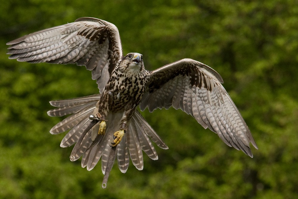 Falke bei der Jagdvorführung im Neunkircher Zoo