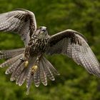 Falke bei der Jagdvorführung im Neunkircher Zoo