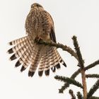 Falke bei der Morgengymnastik